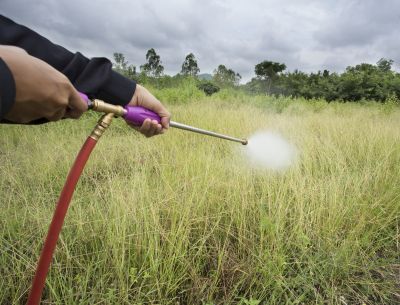 Crabgrass Removal in Rockwall, TX