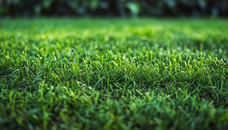 Lawn Replacement in Ventura County, CA