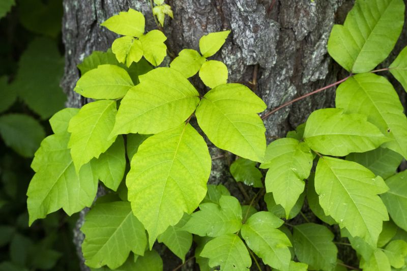 Poison Ivy Removal in Montgomery County, PA