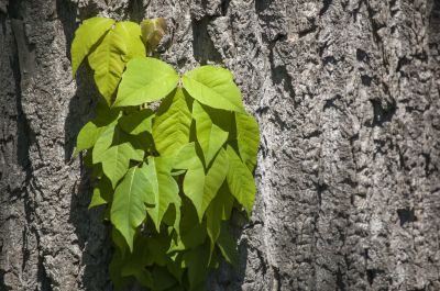 Poison Oak Removal in Wilmington, DE