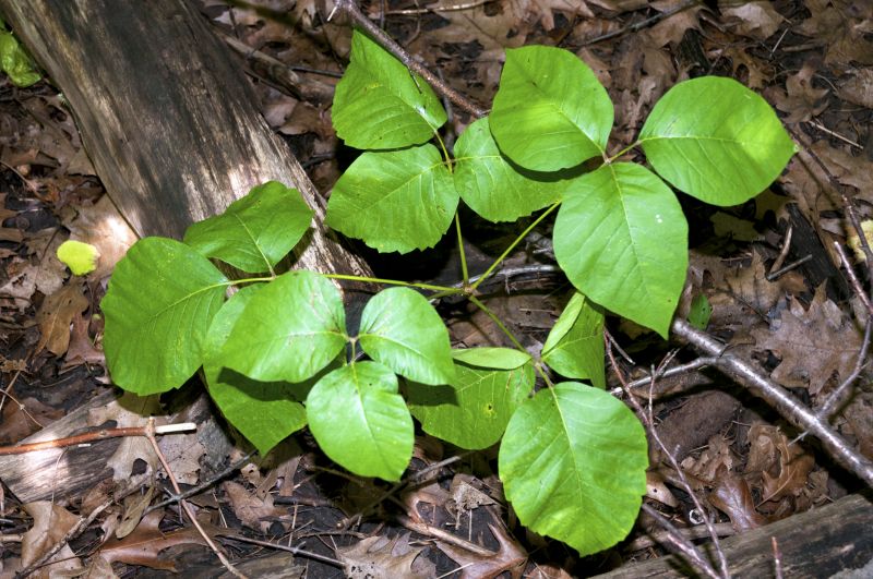 Poison Oak Removal in Lancaster, PA