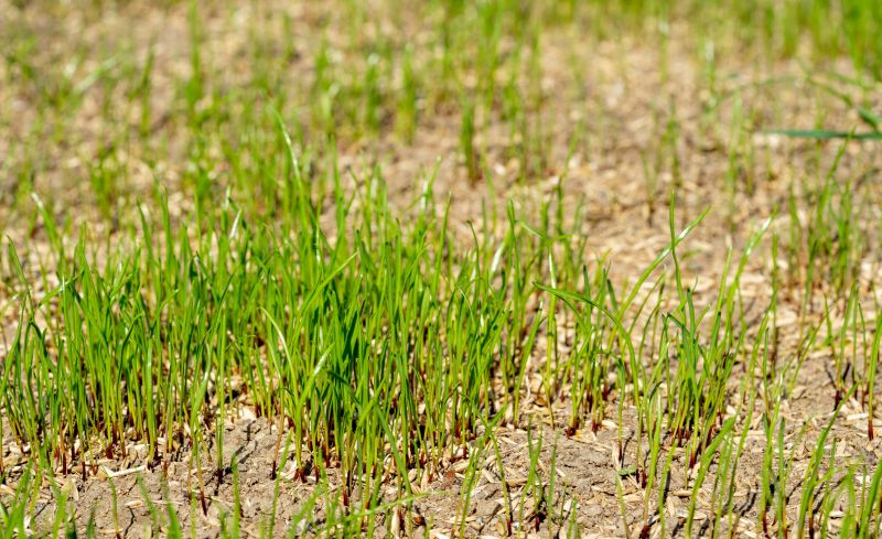 Residential Grass Seeding in Honolulu, HI