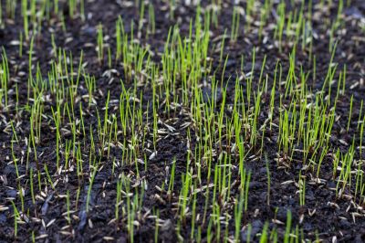 Spring Lawn Overseeding in Ventura County, CA