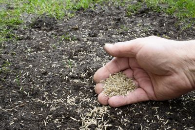 Turf Seeding in Ventura County, CA
