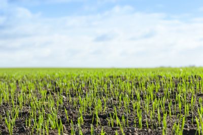 Soil Preparation Experts