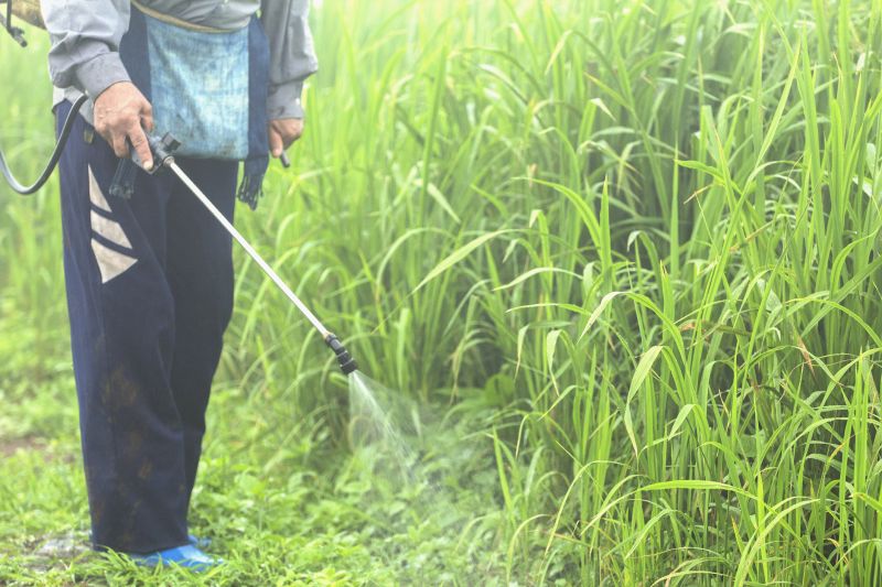 Lawn Weed Treatment in Aiken, SC