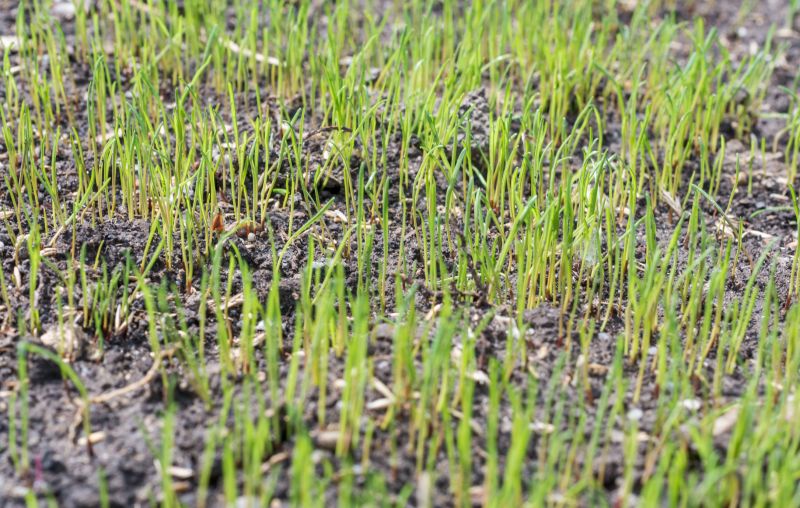 Yard Overseeding in Ventura County, CA